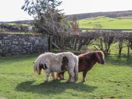 Two ponies standing back to back in a fenced grassy field with stone wall and trees at The Old Parlour in Cwm near Dyserth