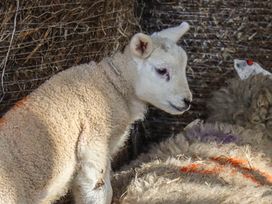 A young lamb next to an adult sheep with colored markings in a pen