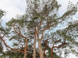 A view of tall trees with thin branches and green foliage against a cloudy sky