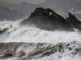 A rocky coastline with waves and a seagull at Owl Lodge Menheniot