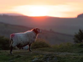 A sheep in a field during sunset at Owl Lodge in Menheniot