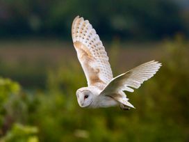 An owl in flight at Owl Lodge Menheniot