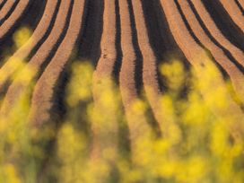 Rows of tilled soil with yellow flowers in the foreground at Owl Lodge in Menheniot