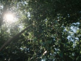 Sunlight filtering through tree branches in an outdoor setting at Lakewood Plot 2 St. Osyth