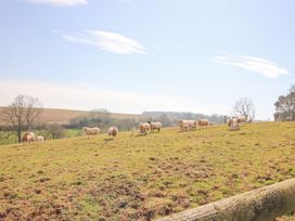 A grassy field with sheep and lambs under a blue sky at Cuckoo Pen Cottage in Eastham near Tenbury Wells