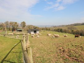 A field with sheep and lambs near a wooden shed and fenced area at Cuckoo Pen Cottage in Eastham near Tenbury Wells
