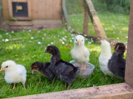 A group of chicks on grass inside a wooden and wire enclosure at Caravan 7 Plymouth