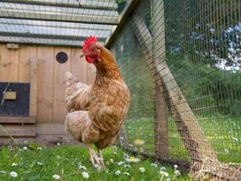A chicken standing on grass with white flowers inside a wire fenced enclosure at Caravan 7 in Plymouth