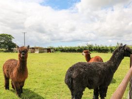 Connie's Cottage - Cornwall - 1154426 - thumbnail photo 39