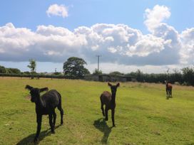 Connie's Cottage - Cornwall - 1154426 - thumbnail photo 42