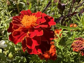 A marigold flower in a garden at Bedwen Aberaeron