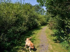 A dog walking on a path surrounded by bushes at Maple in Dolton