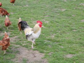 Ramblers - Mid Wales - 1155562 - thumbnail photo 34