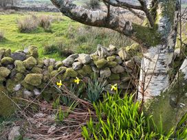 A garden with a tree and daffodils at Tan Y Merddyn Ceunant near Llanrug