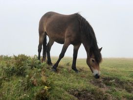 The Old Smithy - Devon - 1156972 - thumbnail photo 36