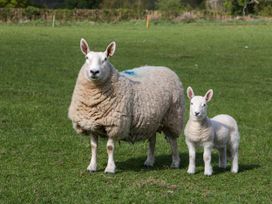 A sheep and a lamb standing on grass in a field at Poppy in Raglan