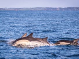 Dolphins swimming in the ocean at 26 Manleigh Park in Combe Martin