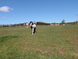 A horse walking on a grassy area at Hazel Lodge in Whitby