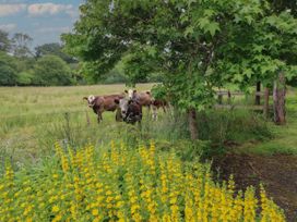 A field with cows behind a tree and yellow flowers in the foreground at Lazy Trout Caravan Ludchurch near Narberth