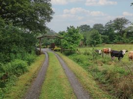 A gravel driveway through trees with cows in a fenced field at Lazy Trout Caravan in Ludchurch near Narberth