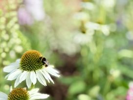 A flower with a bee in a garden at The Garden Retreat in Winchcombe