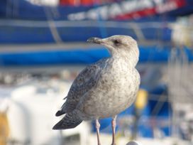 A bird perched on a post in a harbor setting at The Corner House in Scarborough