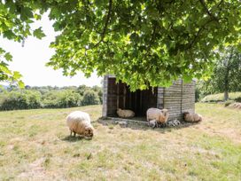 Sheep near a shelter under a tree at The Bull Pen in Yeovil, Somerset