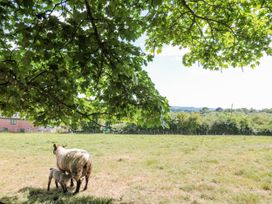 A sheep and a lamb in a field at The Bull Pen in Yeovil, Somerset