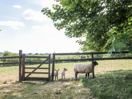 Sheep and lambs near a wooden gate in a field at The Bull Pen Yeovil Somerset