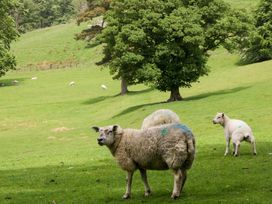 A field with sheep and trees at Hollens Cottage in Grasmere