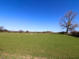 A grassy field with scattered sheep and a large bare tree at Cwtch in Swyddffynnon near Pontrhydfendigaid