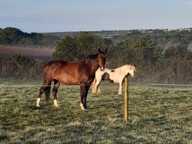 Two horses in a field at Higher Merther Farm Shepherds Hut Sithney near Helston
