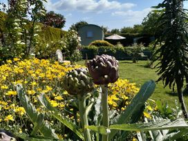 A garden with artichokes and yellow flowers at Higher Merther Farm Shepherds Hut Sithney near Helston