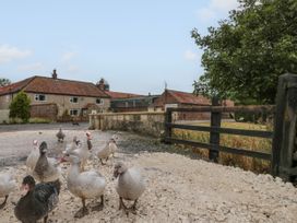 A group of ducks standing on a gravel area near farm buildings and a wooden fence at Bellmanear Farm Cottage in North Grimston near Malton