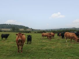 A group of brown and black cows standing and grazing in a green field with hills in the background at Bellmanear Farm Cottage in North Grimston near Malton