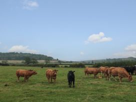 A grassy field with brown and black cows grazing under a blue sky at Bellmanear Farm Cottage in North Grimston near Malton
