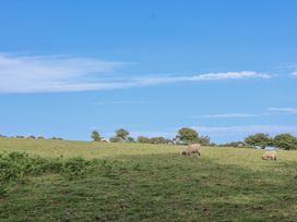 A field with sheep grazing at The Byre in Common Moor near Liskeard