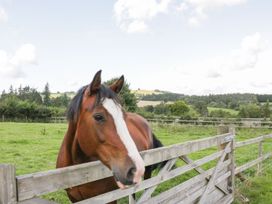 Woodside Cottage - Mid Wales - 1161767 - thumbnail photo 29