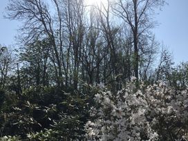 White flowers blooming on bushes with leafless trees and blue sky in the background at Middle Lodge near Taunton