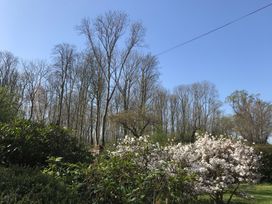 A garden with bushes and flowering shrubs and a background of leafless trees at Middle Lodge near Taunton