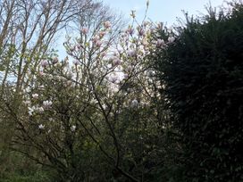A flowering tree with pink blossoms in a garden near taller trees and bushes at Middle Lodge near Taunton
