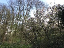 A garden with blooming magnolia trees and bare trees in the background at Middle Lodge near Taunton