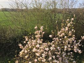 A field with trees and a bush of pink flowers in the foreground at Middle Lodge near Taunton