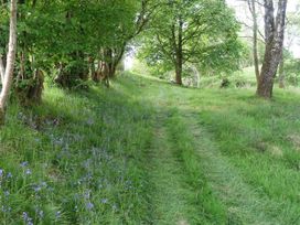 A wooded path surrounded by grass and bluebells at Bryn Y Garreg - The Wireless Free Farm (No Tech!) in Llangadfan near Llanwddyn