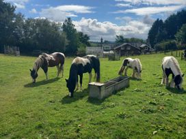 Four horses grazing in a field near a barn at Bryn Y Garreg Cottage - The Wireless Free Farm (No Tech!) Llangadfan near Llanwddyn