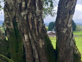 A tree with a farmhouse and grass in the background at Bryn Y Garreg Cottage - The Wireless Free Farm (No Tech!) Llangadfan near Llanwddyn
