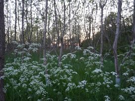 A field with flowers and trees at Catchwater in Keal Cotes near East Kirkby