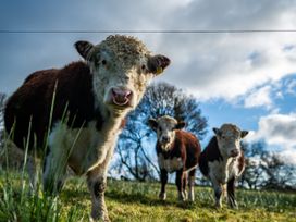 Three calves standing on grass with trees and cloudy sky in the background at Coach House in Llanwrtyd Wells