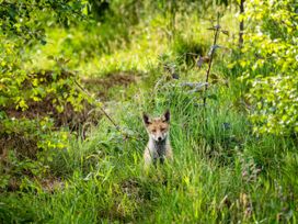 A fox sitting in tall grass surrounded by green plants in an outdoor natural area