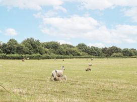 A field with sheep grazing at Aunty Junes Cottage in Okehampton